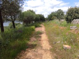 Flora del Cerro Masatrigo